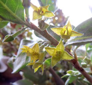 17 wolf willow (The Longest Day)