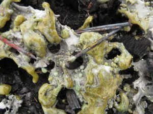 1a melted fibreglass and nails (New Blog for a Wilderness Dweller)