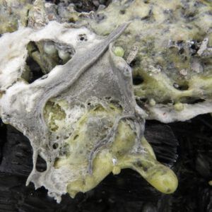1b fibreglass (New Blog for a Wilderness Dweller)