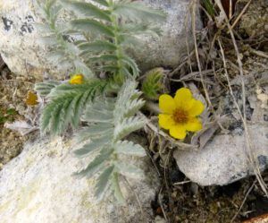 20 silverleaf (The Longest Day)