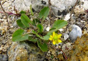 21 IMG_8160 (The Longest Day)