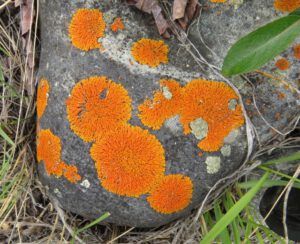 22 lichen (The Longest Day)