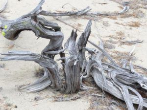 5 snag (Summer Has Arrived)