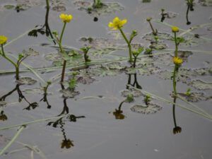 5 water crowfoot (The Longest Day)