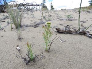 6 bastard toadflax (Summer Has Arrived)