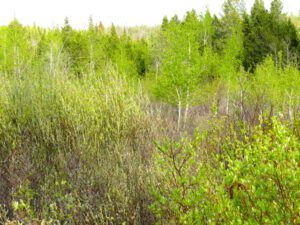 6 bush (More Green)