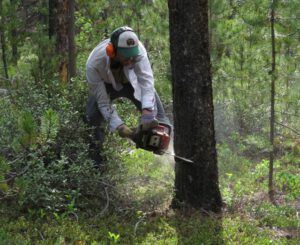 6 chainsawing (New Blog for a Wilderness Dweller)