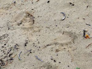 7 bear tracks (Summer Has Arrived)