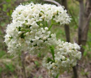 7 valerian (The Longest Day)