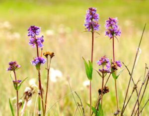 9 small penstemonb (The Longest Day)