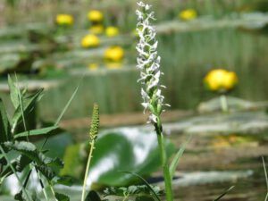 1 white bog orchid (Back at Nuk Tessli)