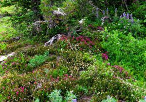 10 heathers (Nuk Tessli: Gentian Valley Part 1)