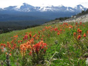 10 meadows 5 (Nuk Tessli – North Pass Meadows)