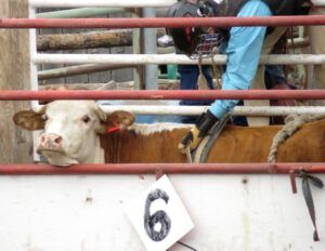 10a junior steer riding waiting (79th Anahim Lake Stampede)