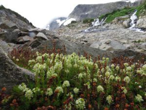 11 no snow patch (Nuk Tessli: Gentian Valley Part 1)