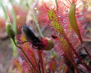 11 sundew and fly (Back at Nuk Tessli)