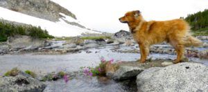 13 above falls – windy (Nuk Tessli: Gentian Valley Part 1)