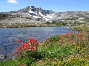 13 anvil and paintbrush (Nuk Tessli – North Pass Meadows)