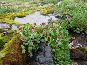 13a roseroot (Nuk Tessli: Gentian Valley Part 1)