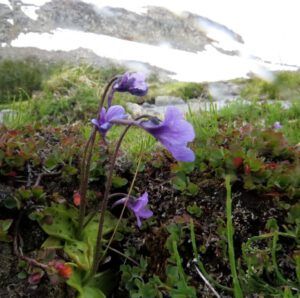 14 butterwort (Nuk Tessli: Gentian Valley Part 1)