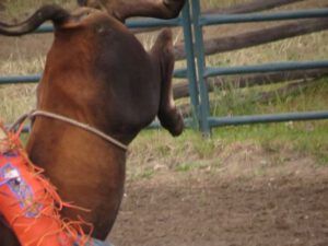 14 pair of heels (79th Anahim Lake Stampede)