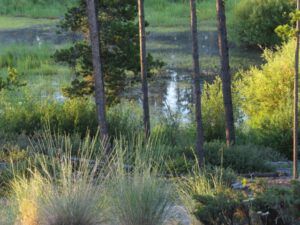 1a IMG_8872 (Ginty Creek Heat Wave.)