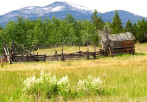 2 brown grass (Ginty Creek Heat Wave.)