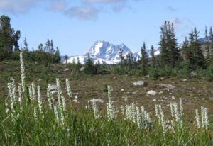 2 monarch (Nuk Tessli – North Pass Meadows)