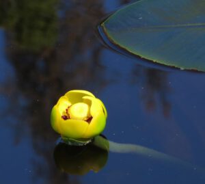 2 pond lily (Back at Nuk Tessli)