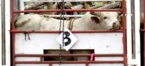 21 bulll in chute (79th Anahim Lake Stampede)