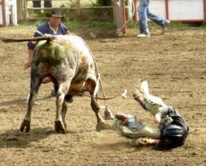23 bull another bites the dust (79th Anahim Lake Stampede)