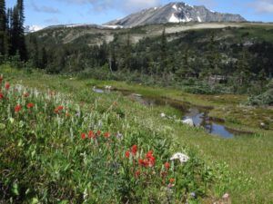 3 anvil (Nuk Tessli – North Pass Meadows)