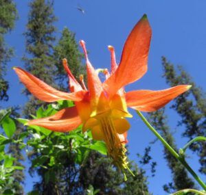 3 columbine (Back at Nuk Tessli)