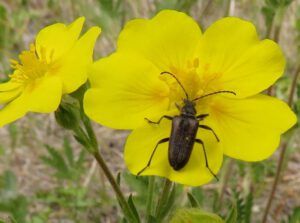 3 potentilla (Ginty Creek Heat Wave.)