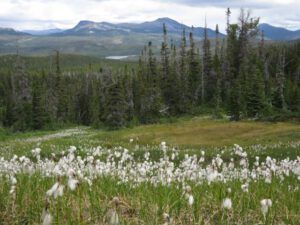 3a climbing up (Nuk Tessli: Gentian Valley Part 1)