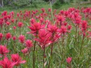 3b paintbrush (Nuk Tessli: Gentian Valley Part 1)