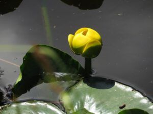4 pond lily (Ginty Creek Heat Wave.)