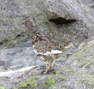 4 white-tailed ptarmigan (Nuk Tessli: Gentian Valley Part 2)