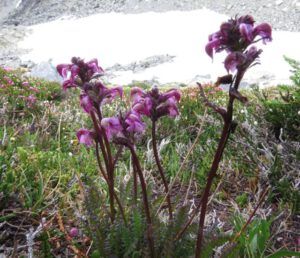 5 birds’ beak lousewort (Nuk Tessli: Gentian Valley Part 2)