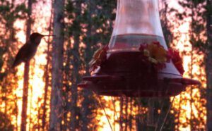 5 hummer sunrise (Ginty Creek Heat Wave.)