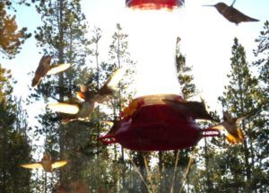 6 like bees (Ginty Creek Heat Wave.)