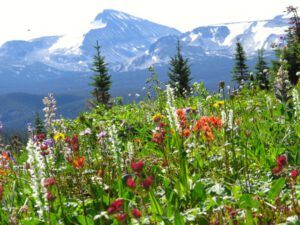 6 meadows 1 (Nuk Tessli – North Pass Meadows)
