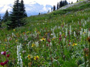 7 meadows 2 (Nuk Tessli – North Pass Meadows)