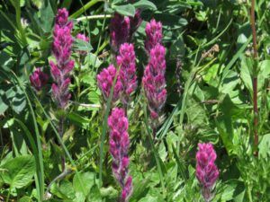 7a small-flowered PB (Nuk Tessli – North Pass Meadows)