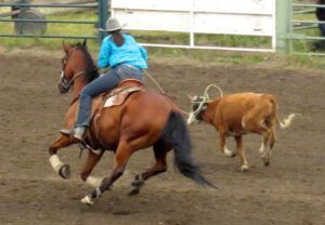 8 calf roping (79th Anahim Lake Stampede)