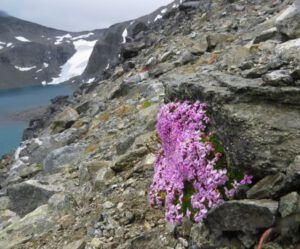8 moss campion (Nuk Tessli: Gentian Valley Part 2)