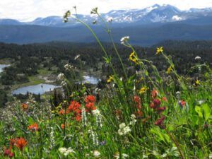 8a meadows 3a (Nuk Tessli – North Pass Meadows)