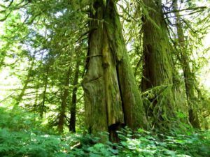 9 big cedars (Another Volunteer at Ginty Creek)