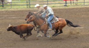 9 double calf roping 1 (79th Anahim Lake Stampede)