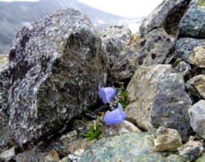 9 mt harebell (Nuk Tessli: Gentian Valley Part 2)
